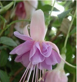 40 Seeds Per Pack - Fuchsia Seed Pods